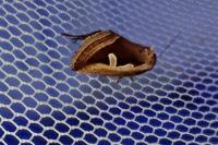 Deltote uncula