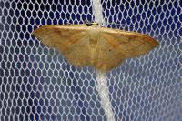 Idaea rubraria