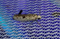 Yponomeuta plumbella