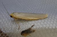 Eilema caniola