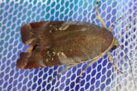 Noctua janthe/janthina