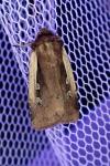 Ochropleura plecta