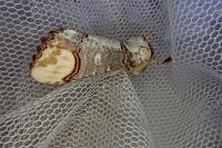 Phalera bucephala