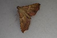 Endotricha flammealis