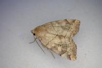 Cosmia trapezina