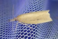 Chilo phragmitellus