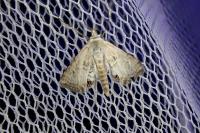 Cataclysta lemnata