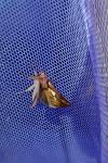 Plusia festucae