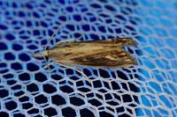 Catoptria verellus