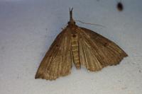 Hypena rostralis