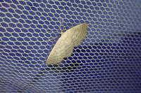 Idaea subsericeata