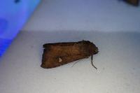 Helotropha leucostigma