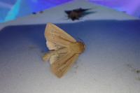 Mythimna straminea