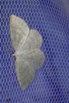 Cabera exanthemata