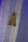 Synaphe punctalis