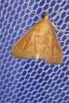 Nascia cilialis