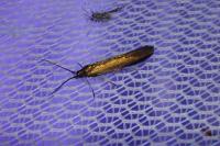 Coleophora