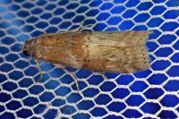 Phycita roborella
