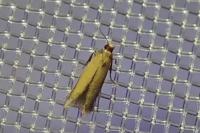 Coptotriche marginea