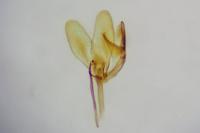 Monopis weaverella