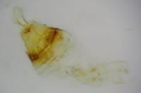 Parornix torquillella