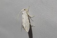 Niphonympha dealbatella