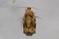 Archips xylosteana
