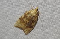 Aleimma loeflingiana