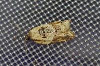 Acleris variegana