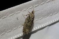 Zeiraphera isertana