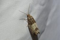 Spilonota ocellana