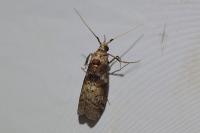 Phycita roborella