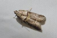 Acrobasis consociella