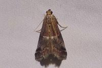 Acrobasis marmorea