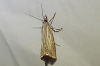 Chrysoteuchia culmella