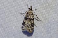 Eudonia delunella