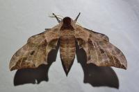 Smerinthus ocellatus