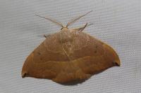 Watsonalla uncinula