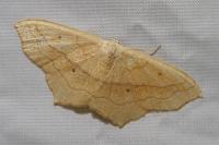 Scopula imitaria