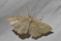 Idaea macilentaria