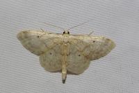 Idaea biselata