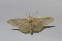 Idaea aversata