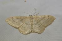 Idaea deversaria