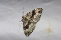 Epirrhoe alternata