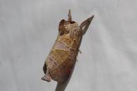 Clostera pigra
