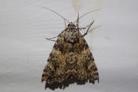 Catocala promissa