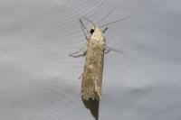 Spodoptera exigua