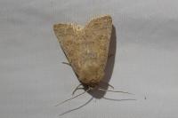 Hoplodrina ambigua