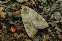 Cosmia trapezina