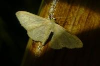 Idaea straminata